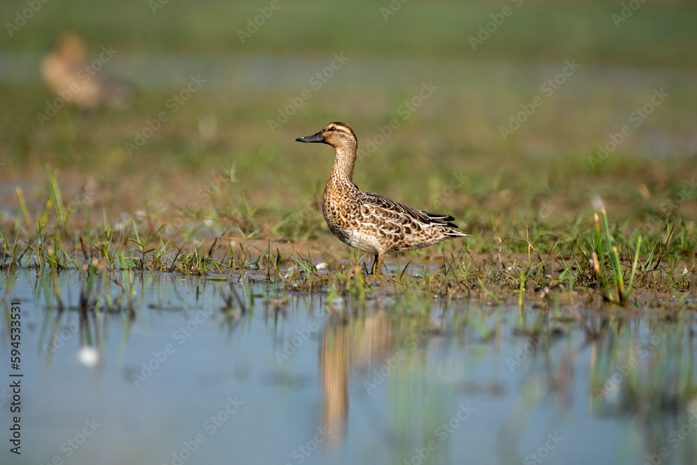 Gadwall duck bird resting in the grass with use of selective focus Gadwall duck bird resting in the grass with use of selective focus
