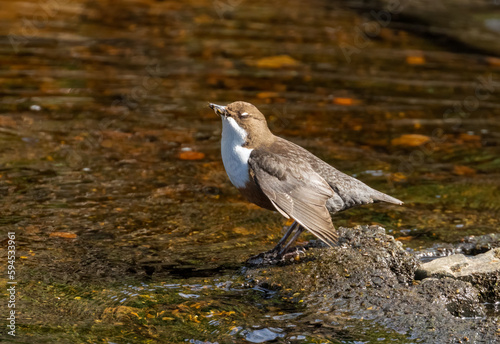 Dipper brown and white water bird busily gathering food and bedding for the nest and fledglings. Dipper standing on a stone at the edge of a river in the sunshine