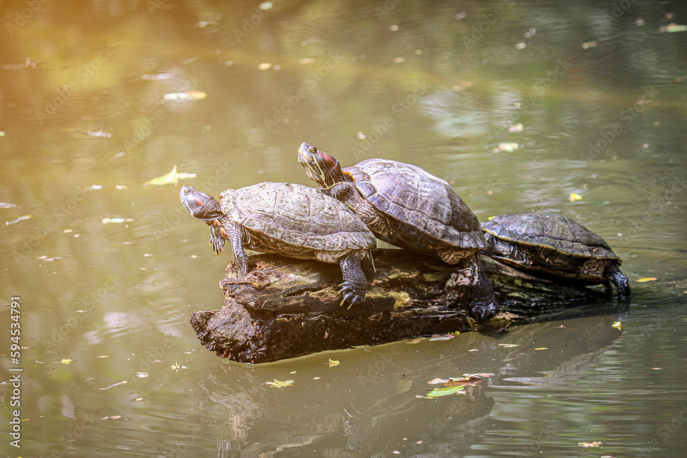 Obraz premium Three water turtles (pond slider) sitting on a snag in a pond. Selective focus on one reptile.