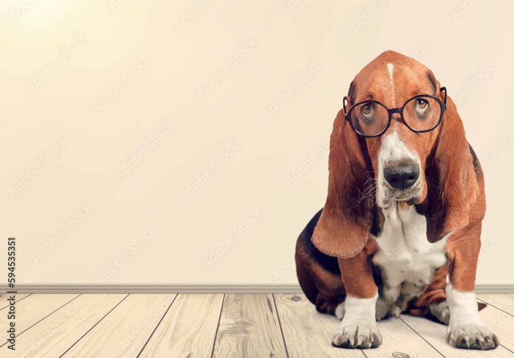 Fotografie Cute young domestic dog posing