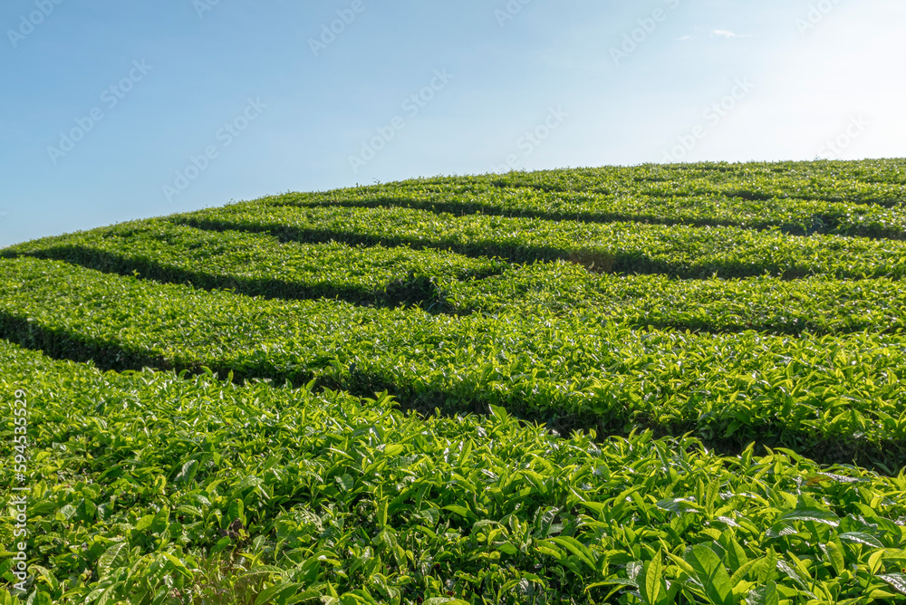 View of tea plantations