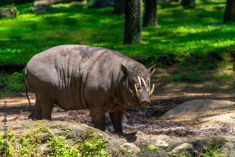 The babirusas, also called deer-pigs are a genus, Babyrousa, in the swine family found in Wallacea. The babirusas, also called deer-pigs are a genus, Babyrousa, in the swine family found in Wallacea.