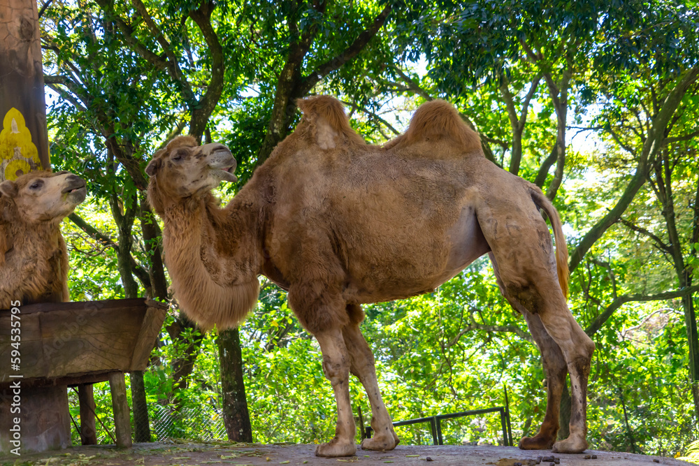The bactrian camel (Camelus bactrianus) is an eventoed hoofed mammal