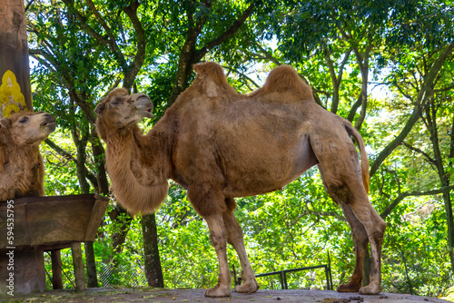 The bactrian camel (Camelus bactrianus) is an even-toed hoofed mammal native to the steppes of Central Asia (Bactria region). This camel species has two humps on its back