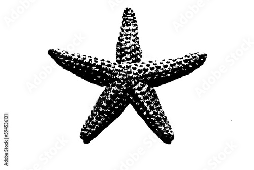 silhouette of starfish isolated on white background  invertebrate animal