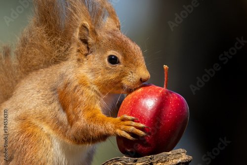 Close of portrait of cute scottish red squirrel sitting on a tree branch in the woods in the sunshine eating a red apple photo