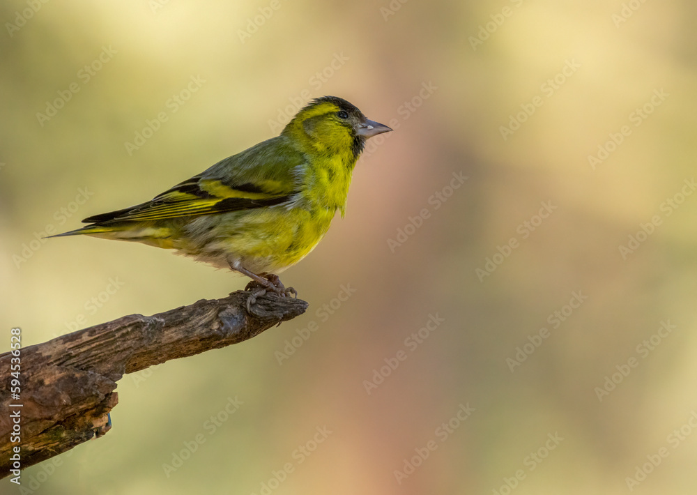 Bright yellow and black male siskin small bird perched on a branch with beautiful natural background in the woodland