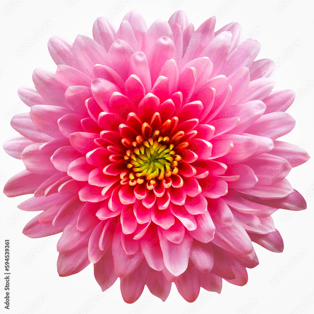 pink flower  chrysanthemum on a white  isolated background with clipping path. Closeup. For design. Nature.
