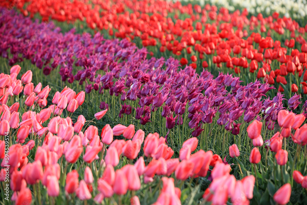 Beautiful tulips are in full bloom Beautiful tulips are in full bloom