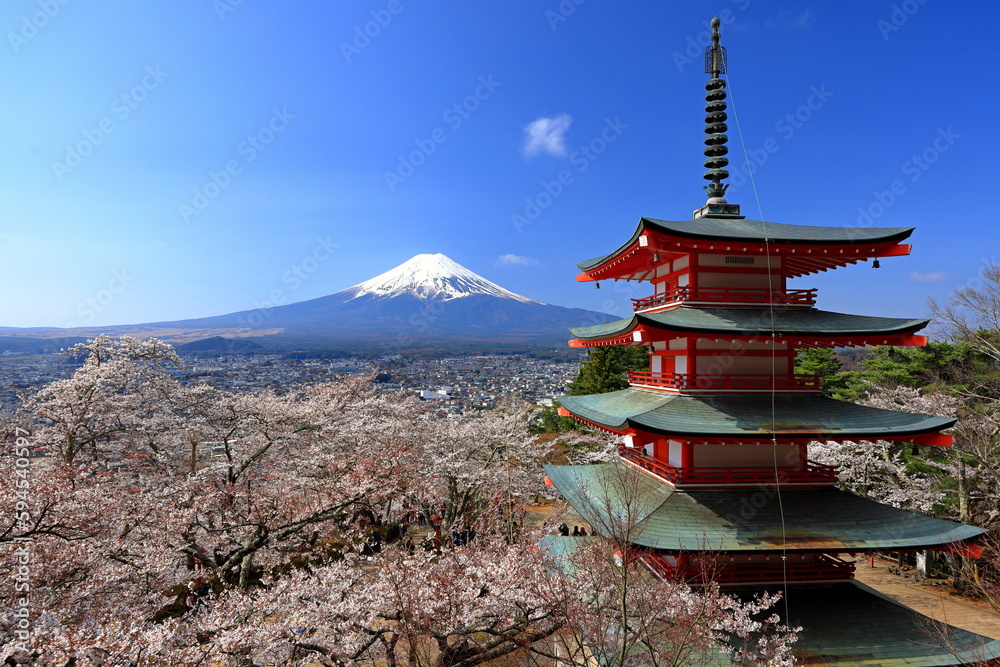 View of Mt. Fuji with cherry blossom (sakura ) in spring from  Arakura Fuji Sengen Shrine, in Fujiyoshida, Japan
