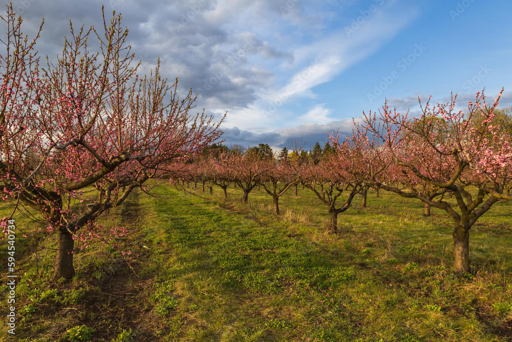Beautiful peach orchard. There are pink flowers on the trees. There is green grass between the trees. The sky is blue.