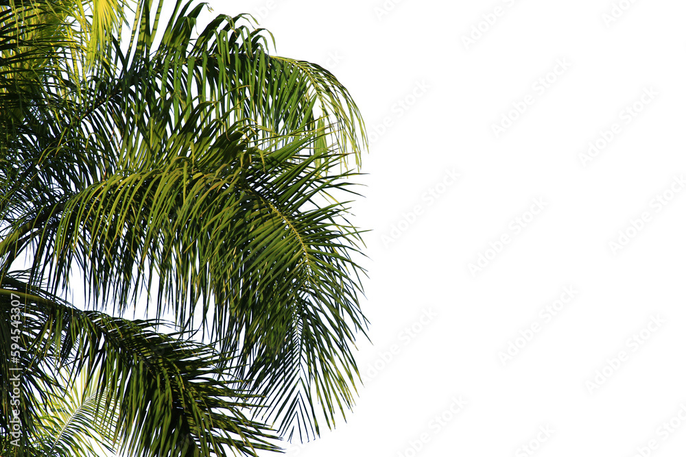 Naklejka premium green coconut leaf or tree branch isolated on white background.