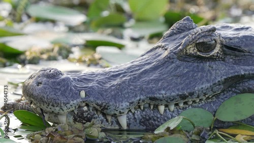 Head shot of a Paraguayan  or Yacare Caiman (Caiman yacare) lying in the waters of the  Iberá Wetlands in Corrientes, Argentina. Locked Telephoto shot photo