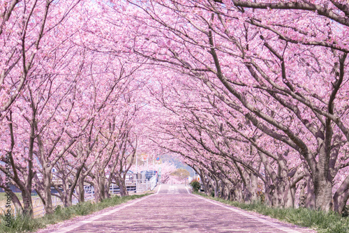 桜並木が続く道
