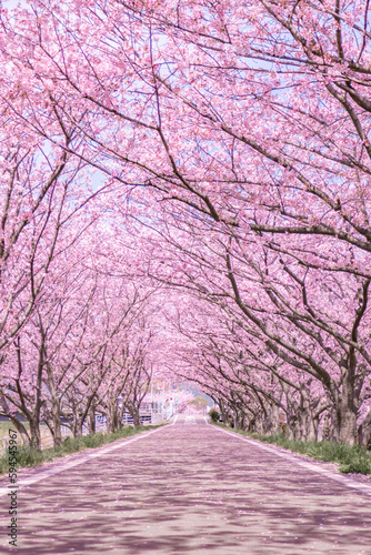 桜並木が続く道