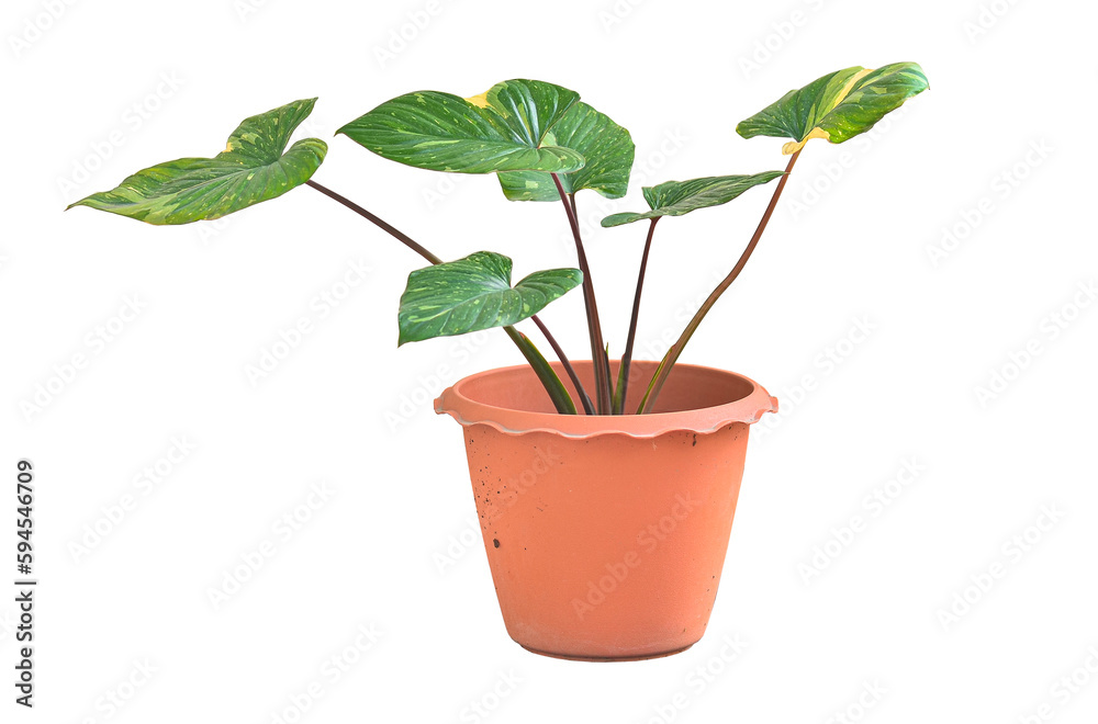 Homalomena Rubescens Variegated in pot Homalomena Rubescens Variegated in pot