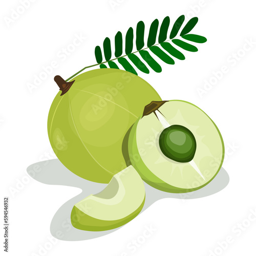 Vector of Indian gooseberry ( Amla) with leaf, seed and half, vector illustration.