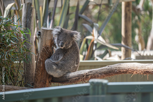 Photography koala in a tree