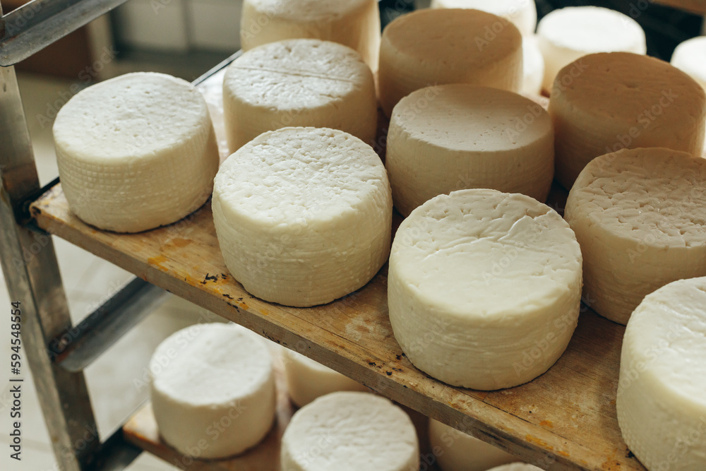 Abundance of Heads of Goat Cheese on Shelf Stands Arranged to Ripen on Cheese Farm Abundance of Heads of Goat Cheese on Shelf Stands Arranged to Ripen on Cheese Farm