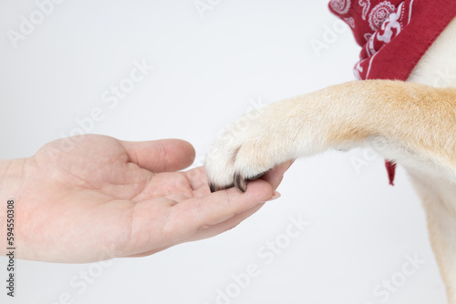 Shiba Inu giving a paw to female hand on white background