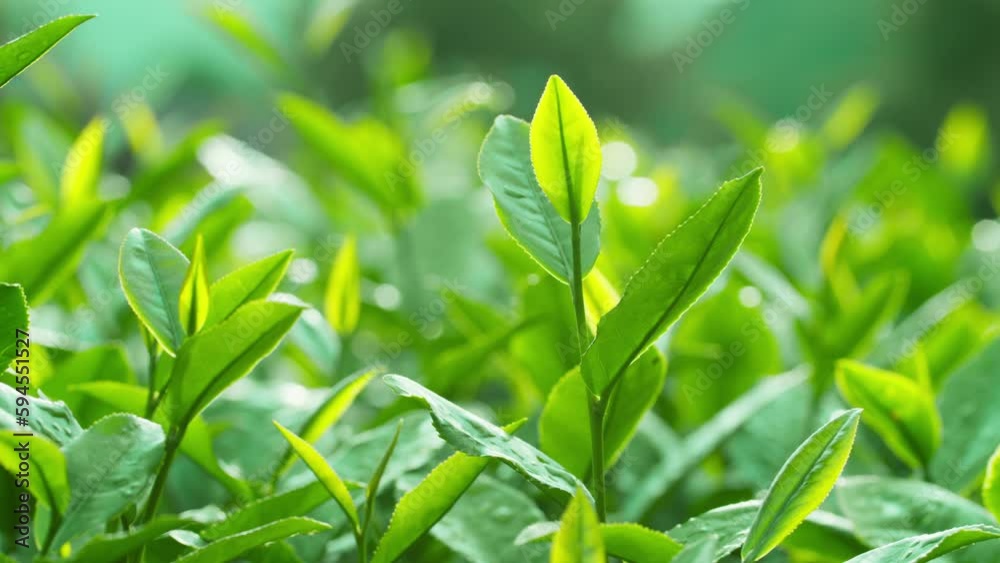 Fresh green tea leaves in the early morning sunlight on a tea farm. Selective focus. Beautiful scene for advertising product from green tea ingredient.