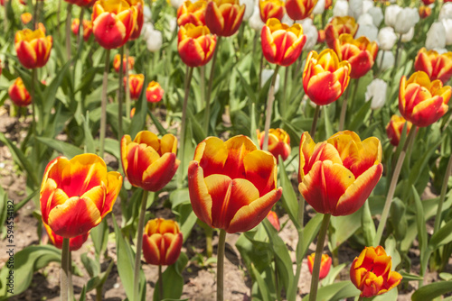 Blooming tulips in the park.