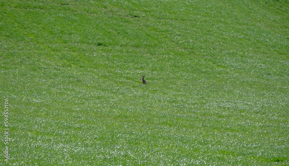 A solitary hare in the middle of a field