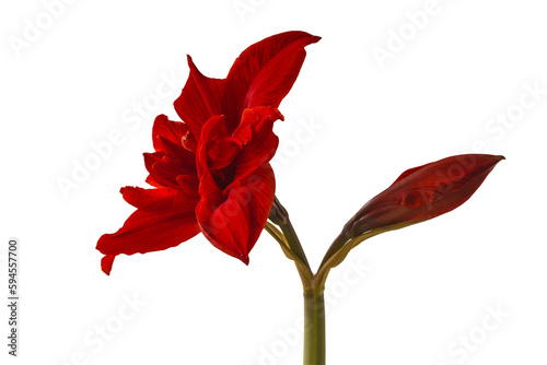 Bloom Hippeastrum (amaryllis) "Red Torro" on white background isolated