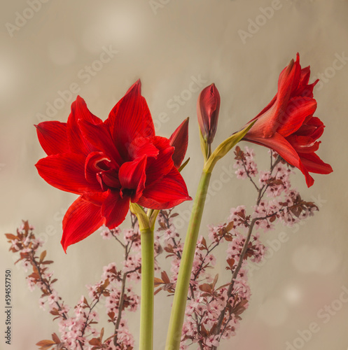 Blooming double  red Hippeastrum  amaryllis   Torro    and ornamental plum  on gray  background