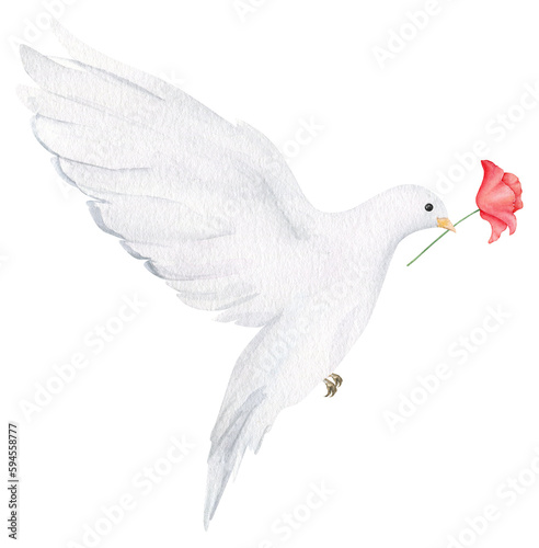 Hand drawn white dove with red poppy flower. Watercolor design element for Remembrance Day, Anzac Day.