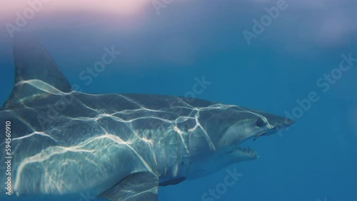 Close-up of great white shark mako swimming underwater in front of camera in a school of fish off the coast of Guadeloupe, Mexico. Carcharodon carcharias, or white shark. Most predator shark in ocean.