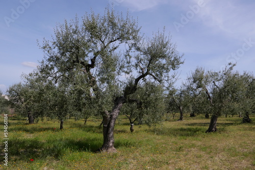 ITALY CANOSA DI PUGLIA APRIL 20 2023 AN AGRICUTURAL LAND WITH CULTIVATION OF VINES IN APRIL