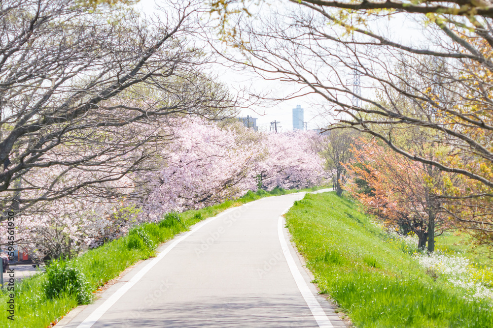 Obraz premium 桜並木