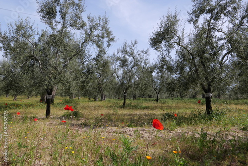 ITALY CANOSA DI PUGLIA APRIL 20 2023 AN AGRICULTURAL LAND WITH CULTIVATION OF VINES