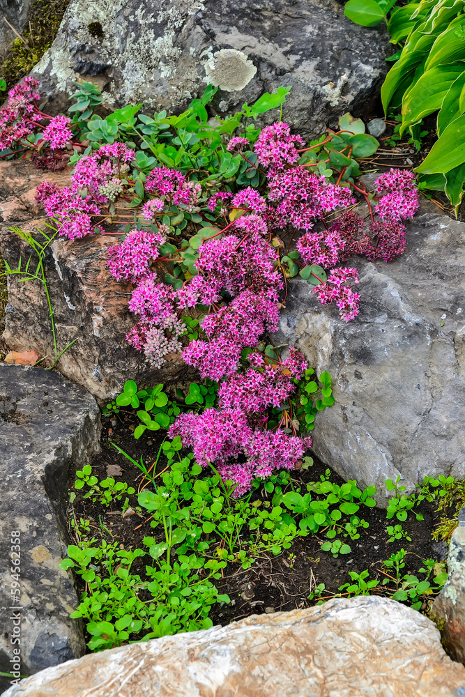 Pink blossoming of Sedum ewersii - Stonecrop, a succulent groundcover on summer garden rokery among stones. Pink flowers of perennial ornamental plant for garden landscaping