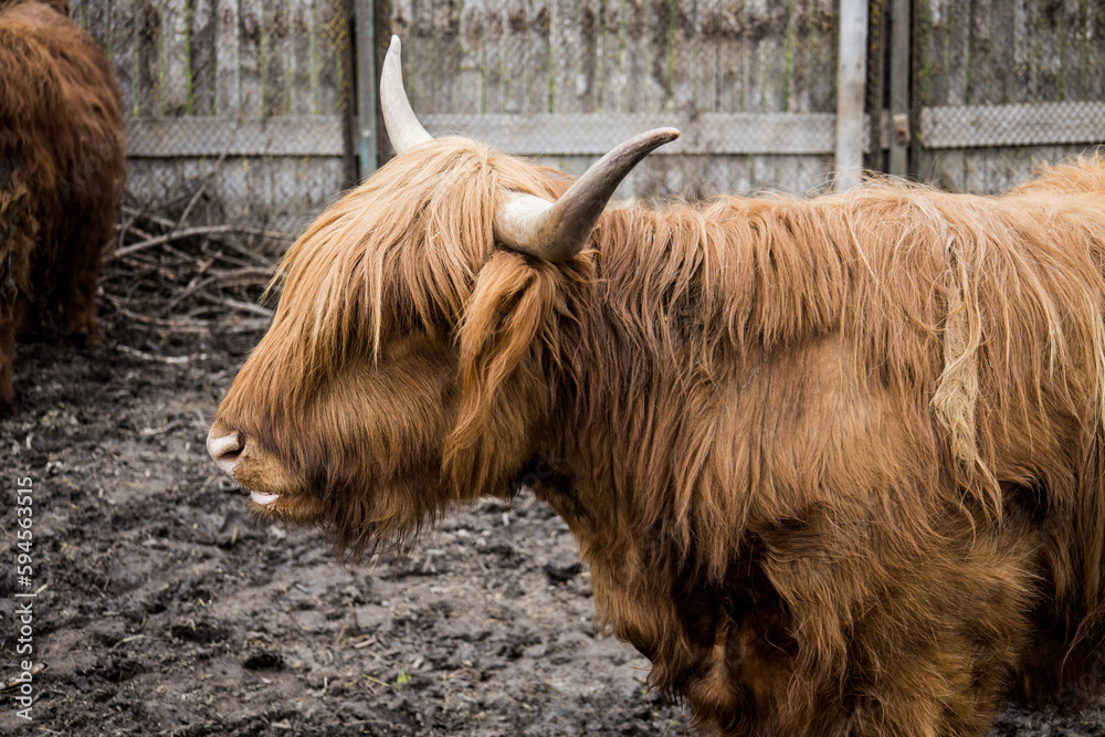 Beautiful horned Highland Cattle in autumn. Scottish highlander on the farm. Cattle. Red Scottish cow breed