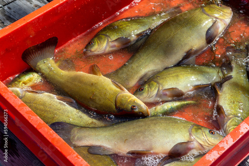 Tench of fresh lake fish at the market. fisherman caught of tinca tinca photo