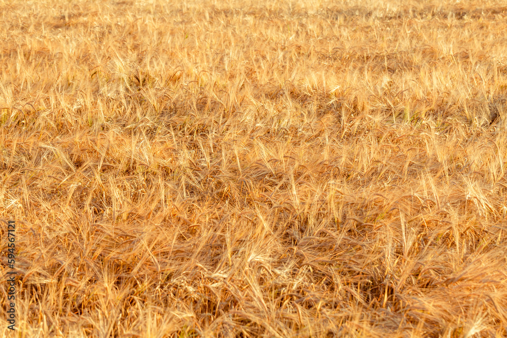 ears of yellow wheat field ears of yellow wheat field