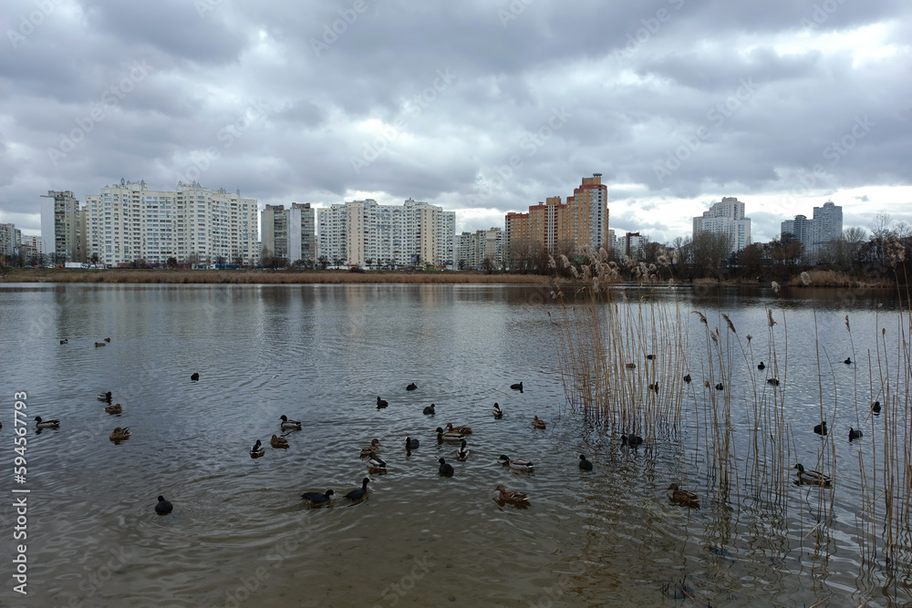 Multi-storey houses near the lake on a cloudy day. High-rise buildings against the background of gray clouds and a pond with ducks. Wild ducks in the lake in autumn panoramic view.