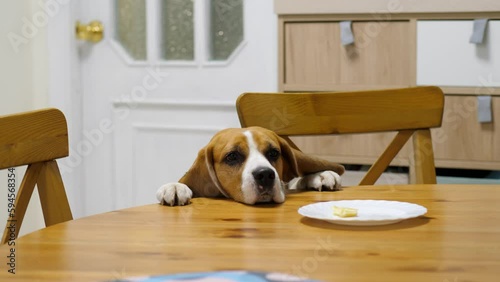 Funny dog try to steal piece of food, try to reach plate by paw, but quickly give up. Beagle put head on table, stand and look with sad eyes. Small snack lie leftover on dish photo
