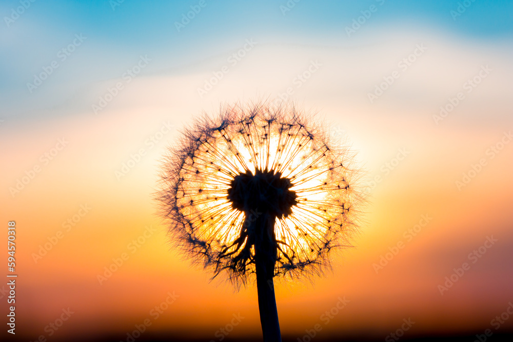 Dandelion flower with sunset