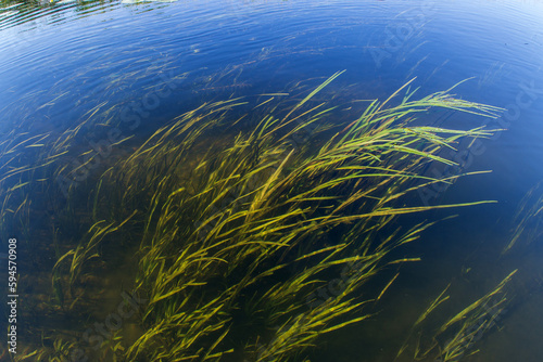 Algae in a pond underwater.