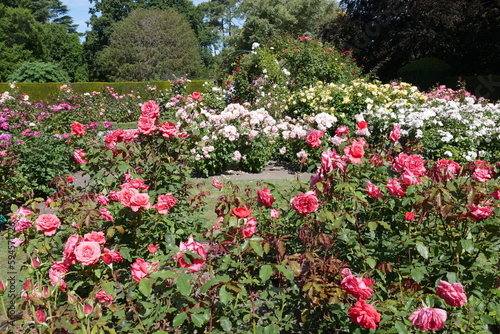 Fototapeta Naklejka Na Ścianę i Meble -  Rosen im Rosengarten des Botanischen Gartens in Christchurch