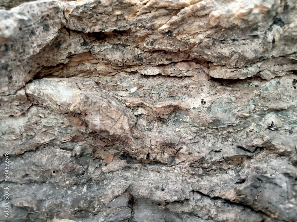 The surface of the old trees has many cracks. The surface of the old trees has many cracks.