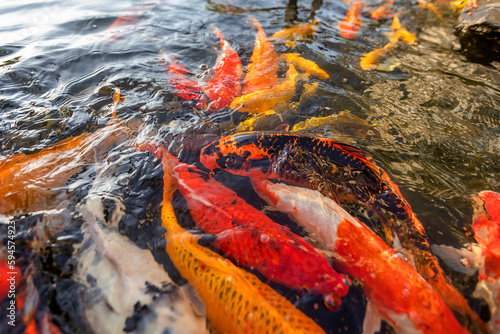 Overhead view of koi carps swimming in pond, Vietnam © Hien Phung