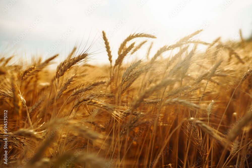 Fototapeta premium Background of ripening ears of wheat field and blue sky. Close up photo of nature. Agriculture concept. The idea of a rich harvest