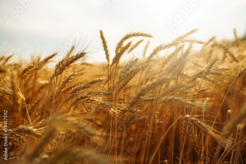 Background of ripening ears of wheat field and blue sky. Close up photo of nature. Agriculture concept. The idea of a rich harvest