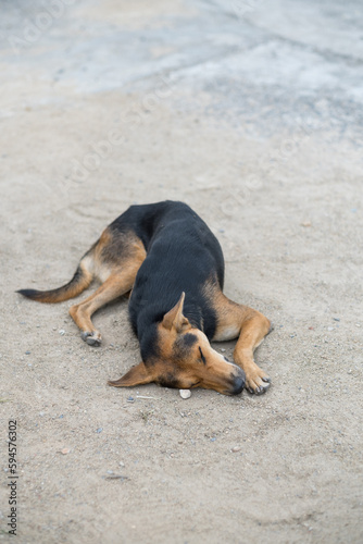 the dog sleeps in the heat, the animal's sweet dream