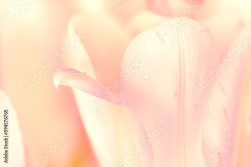 Close-up of bright pink tulips isolated on black background