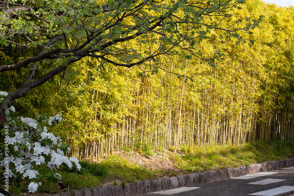 花と竹林。京都、日本。ツツジ。